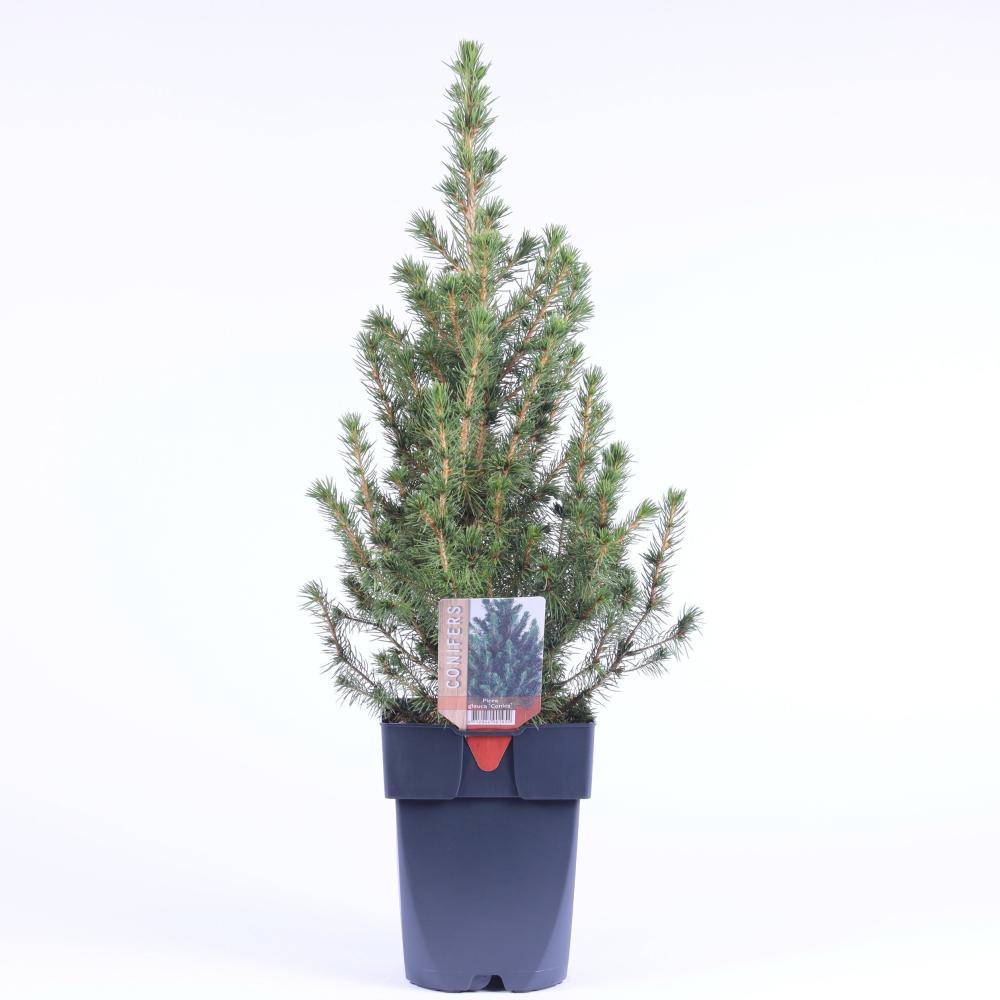 Picea