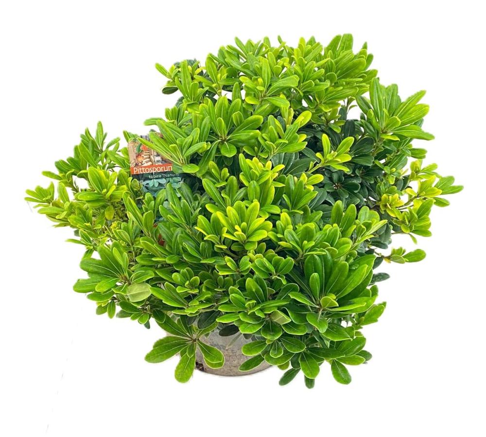 Pittosporum