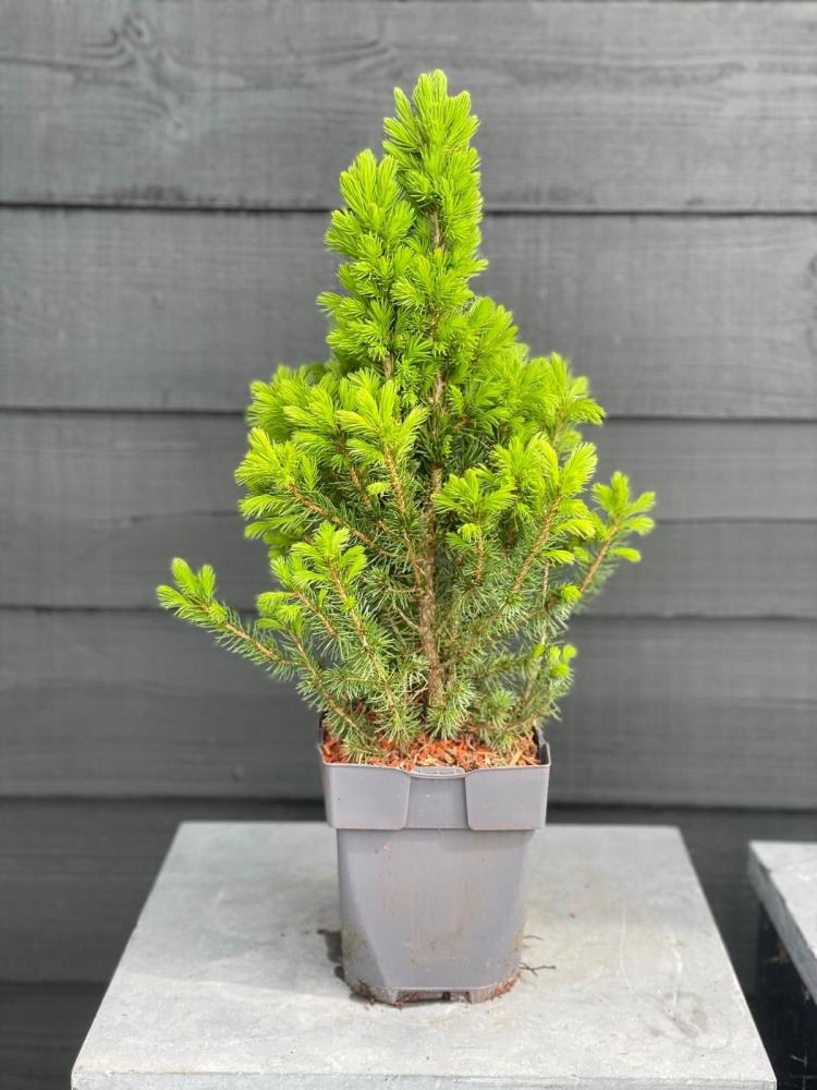 pépinière arbustes et arbres