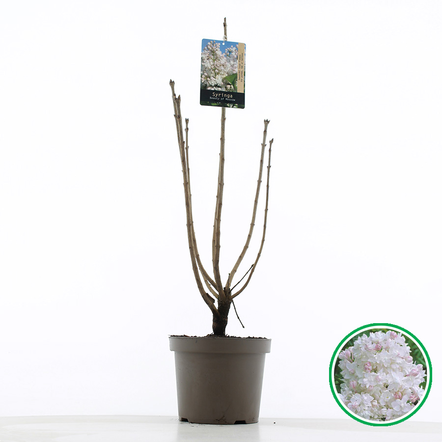 Syringa