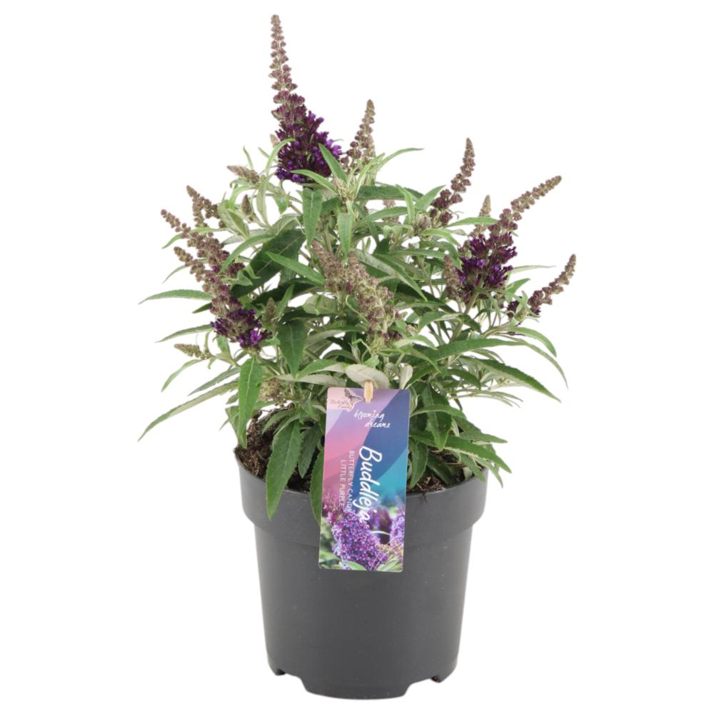 Buddleja