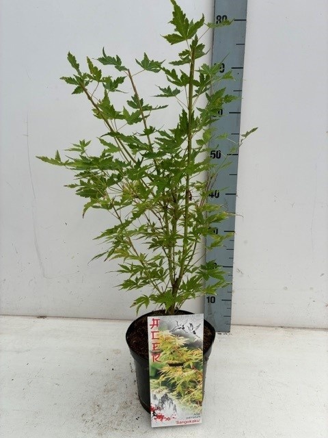 Acer