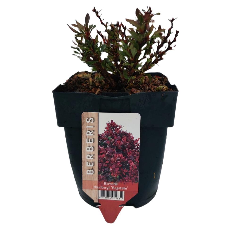 Berberis