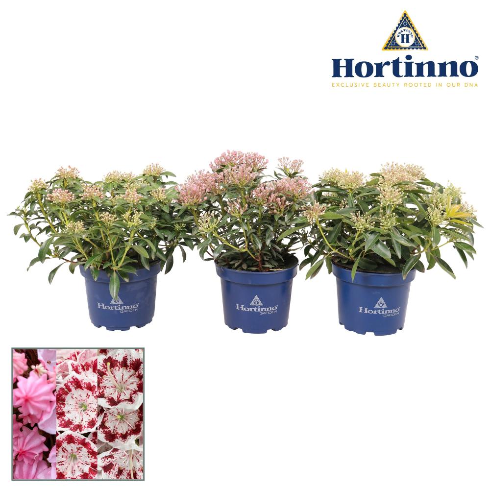Kalmia