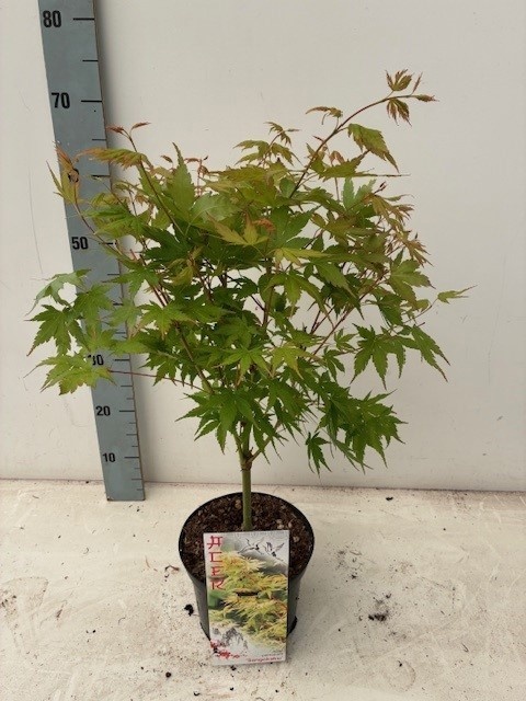 Acer