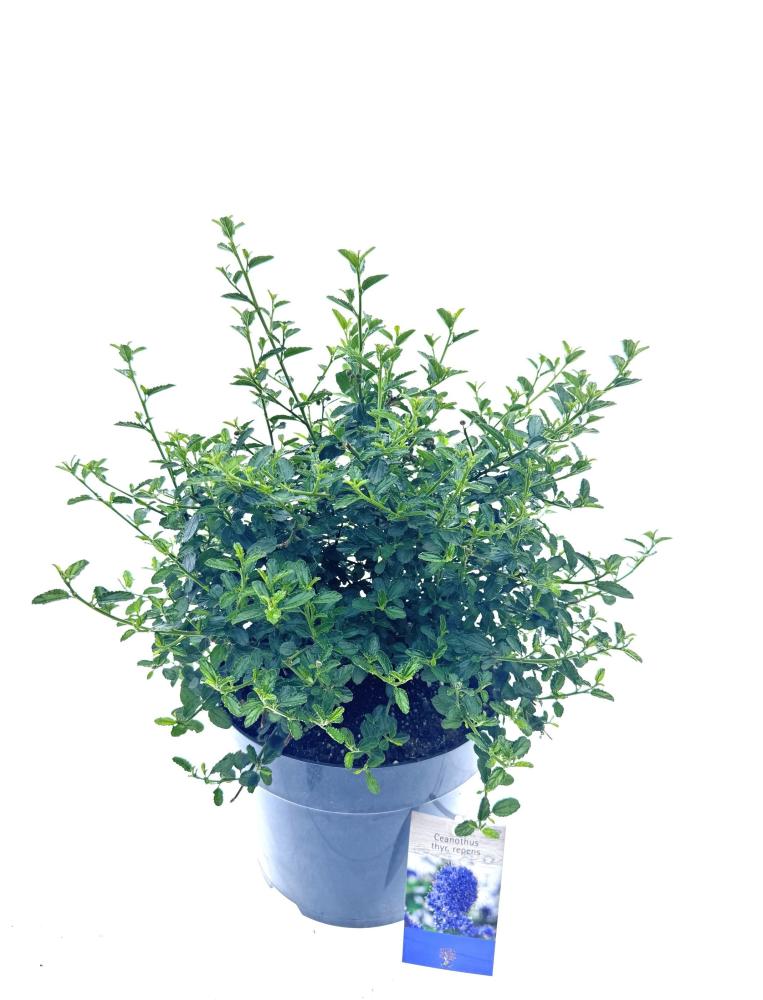 Ceanothus