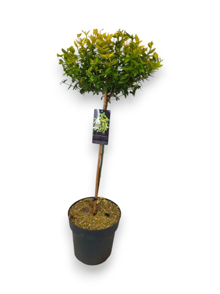 Euonymus