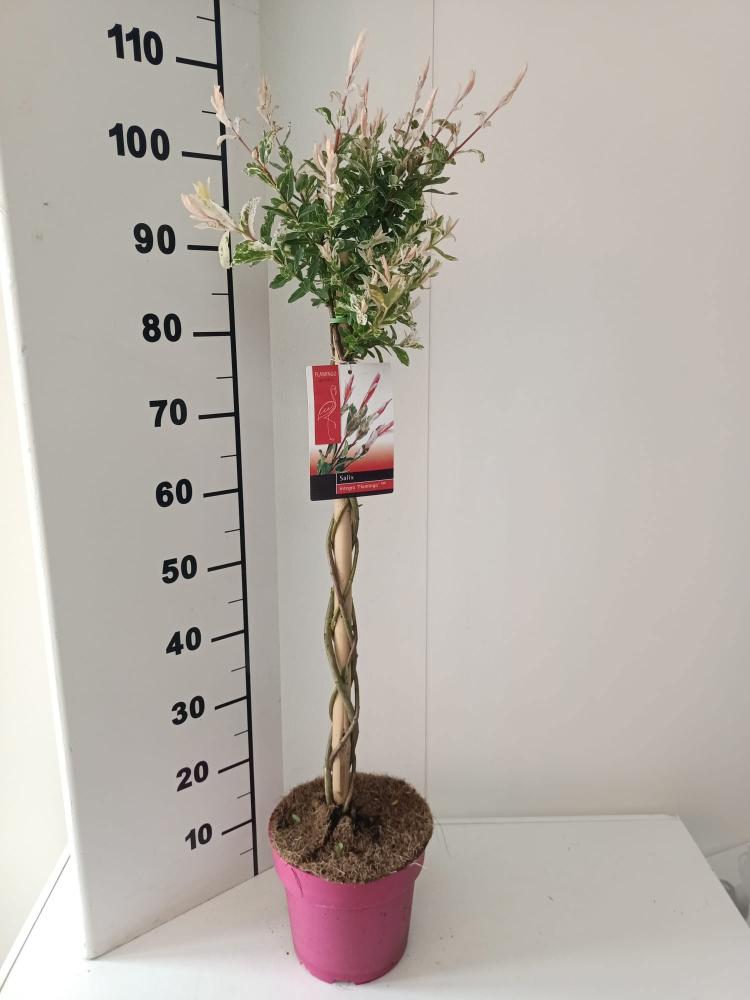 pépinière arbustes et arbres