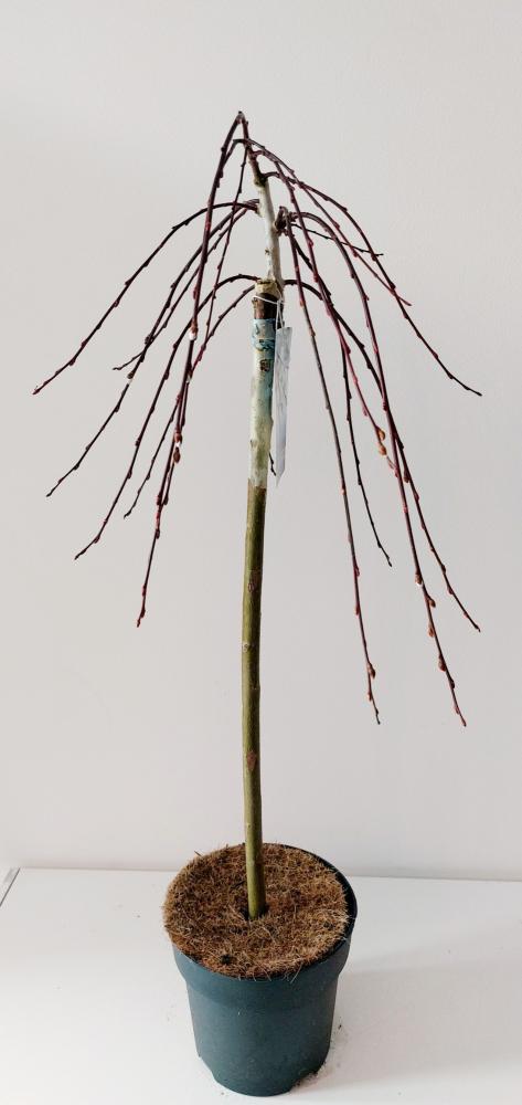 Salix