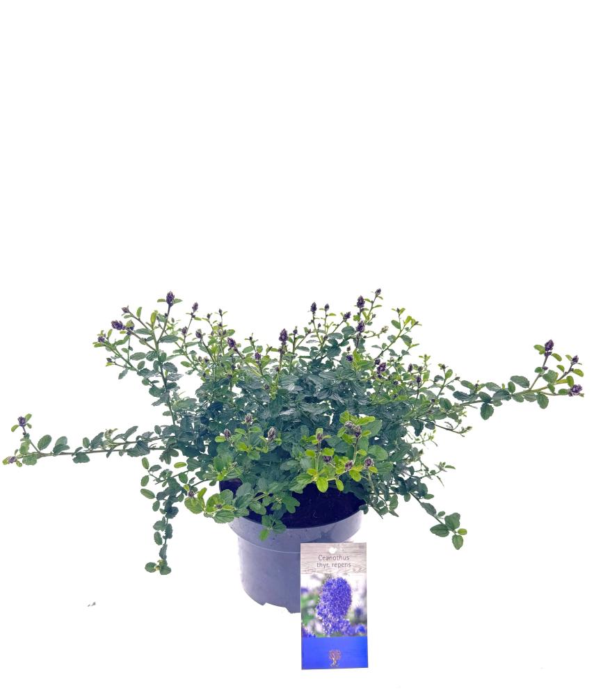 pépinière arbustes et arbres