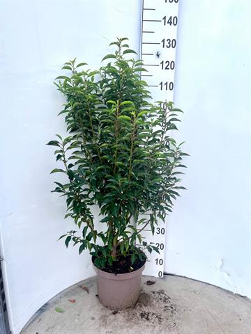 prunus