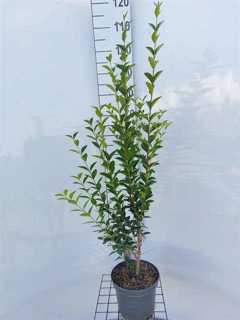 ligustrum