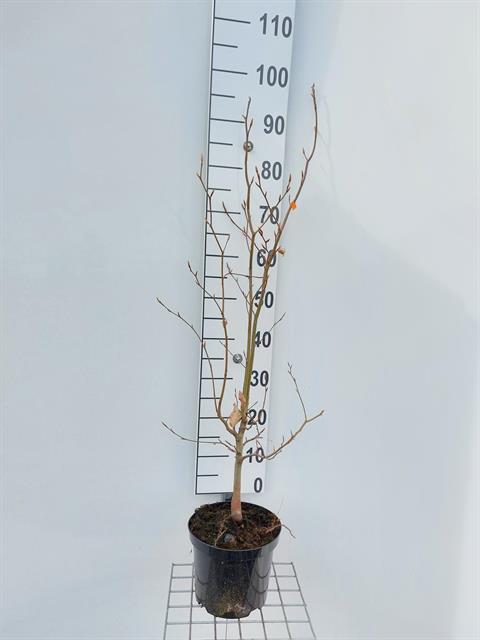 fagus