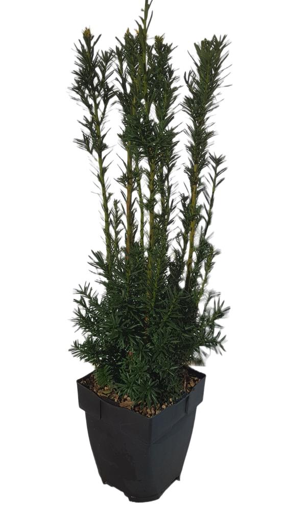 taxus