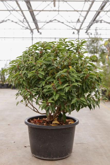 prunus