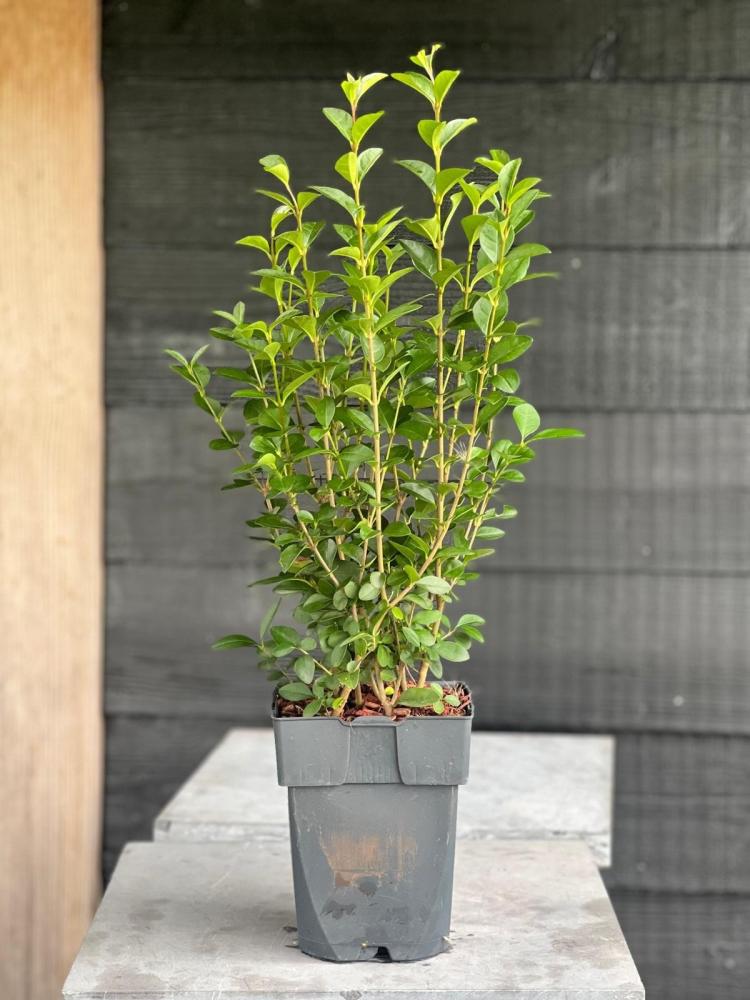 Ligustrum