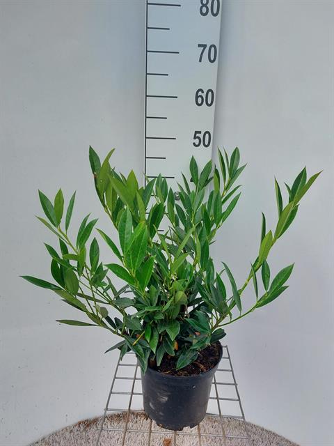 prunus