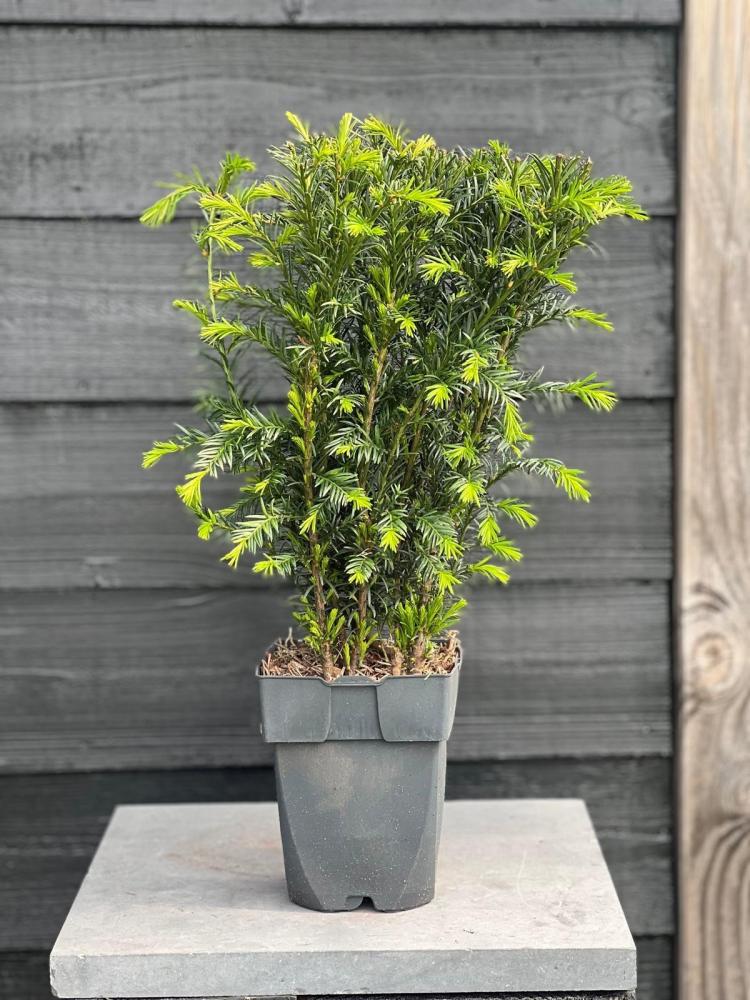 taxus
