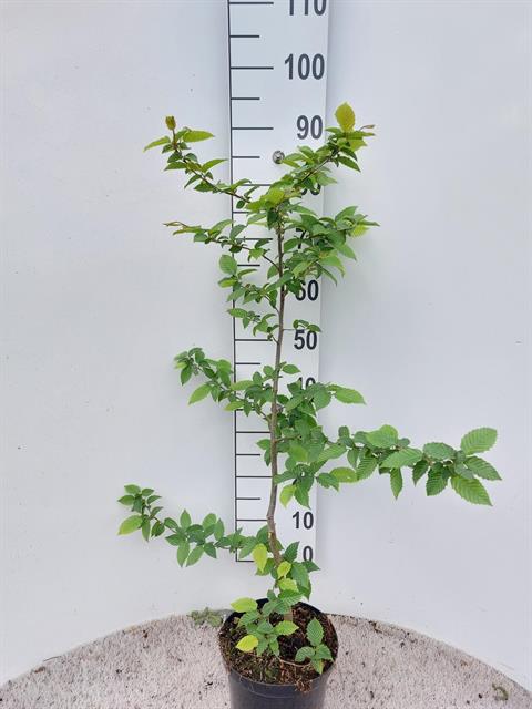 carpinus