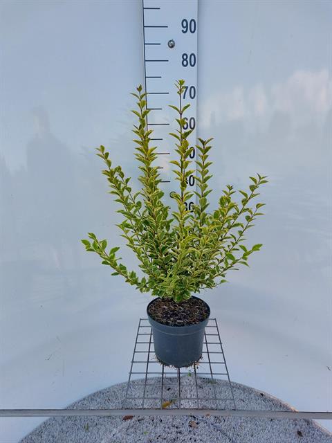 ligustrum