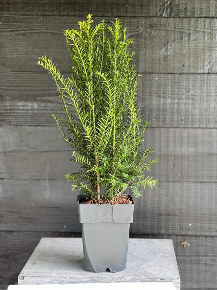 taxus