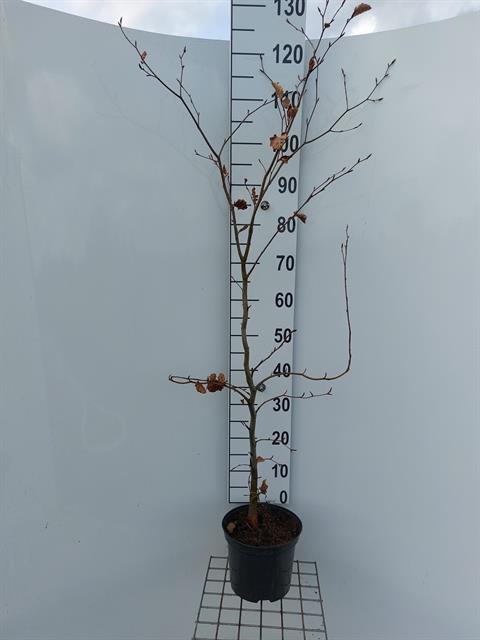 fagus