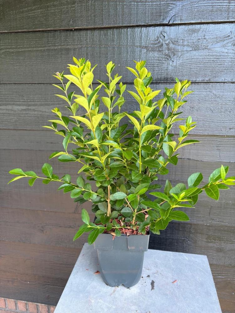 Ligustrum