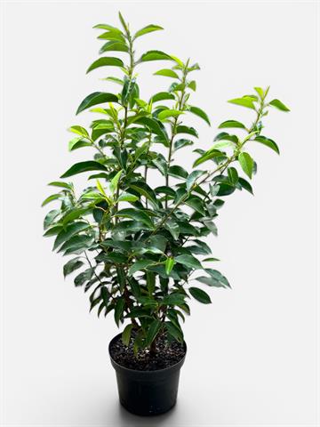 prunus