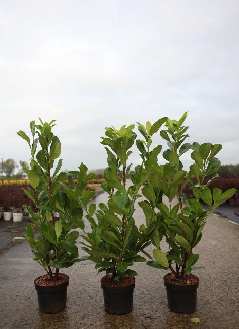 prunus