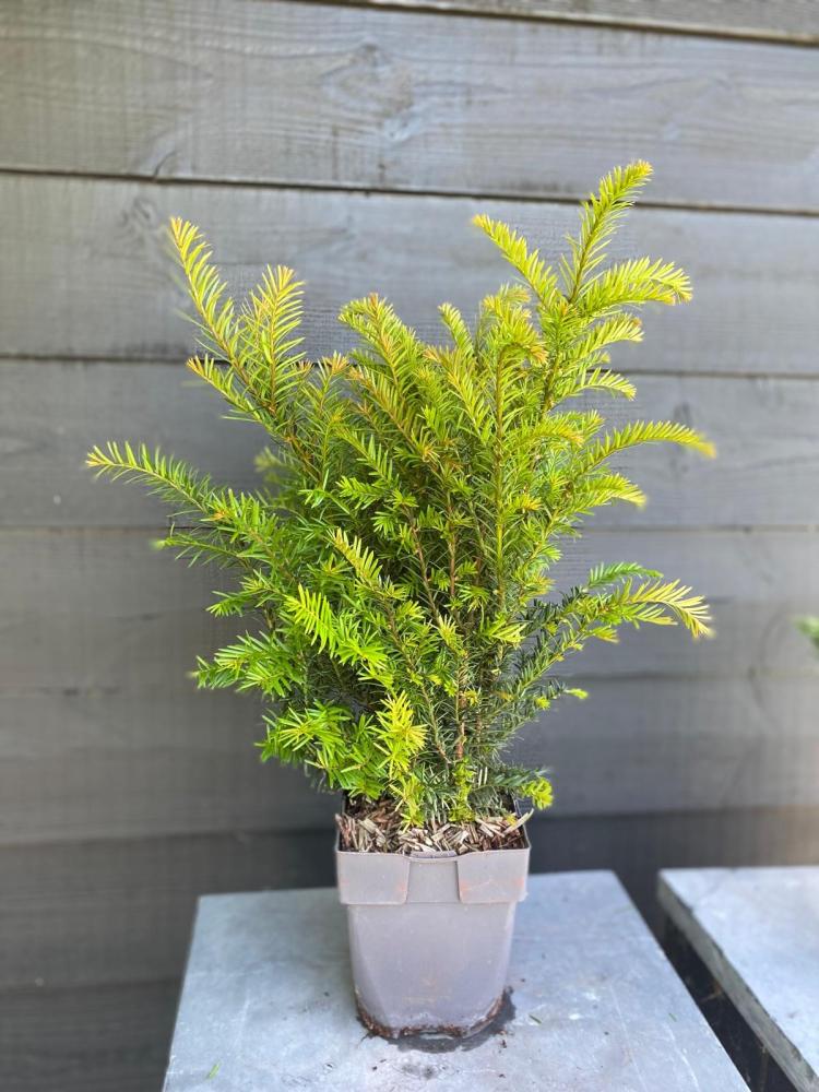 taxus