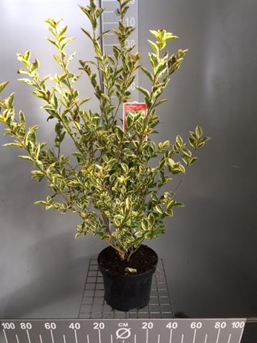 ligustrum