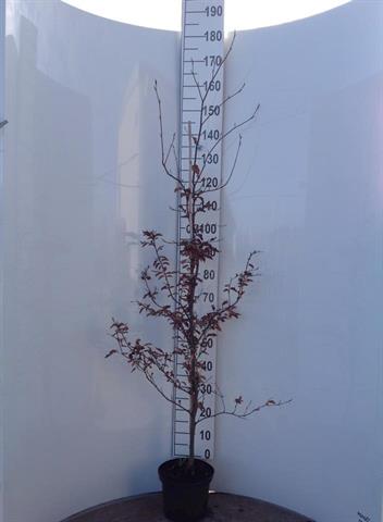 Fagus