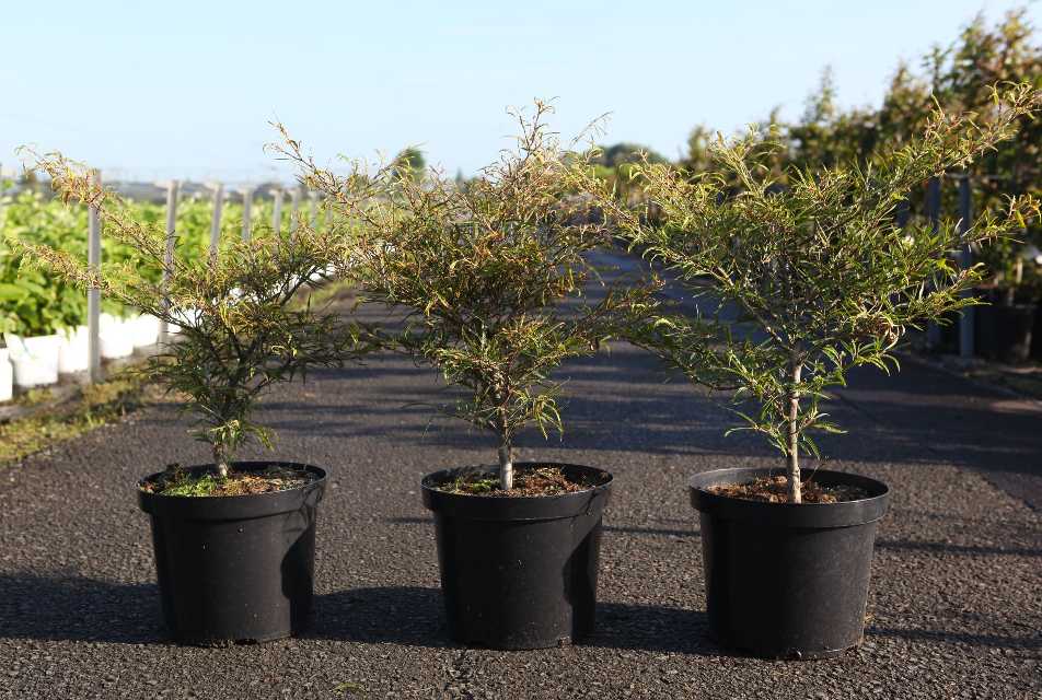 Fagus
