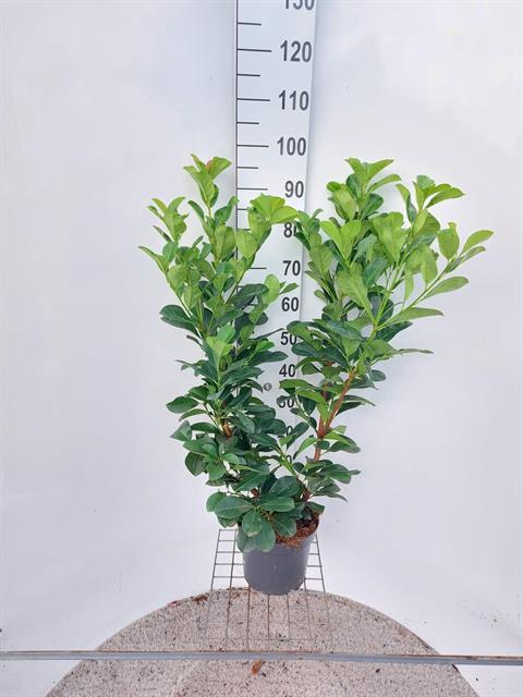 Prunus