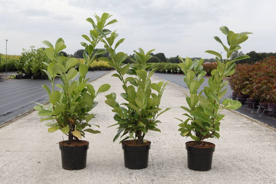 plantes de haies