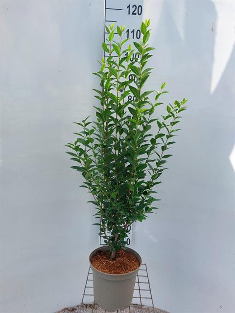 Ligustrum