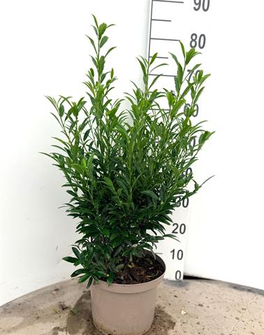 Prunus
