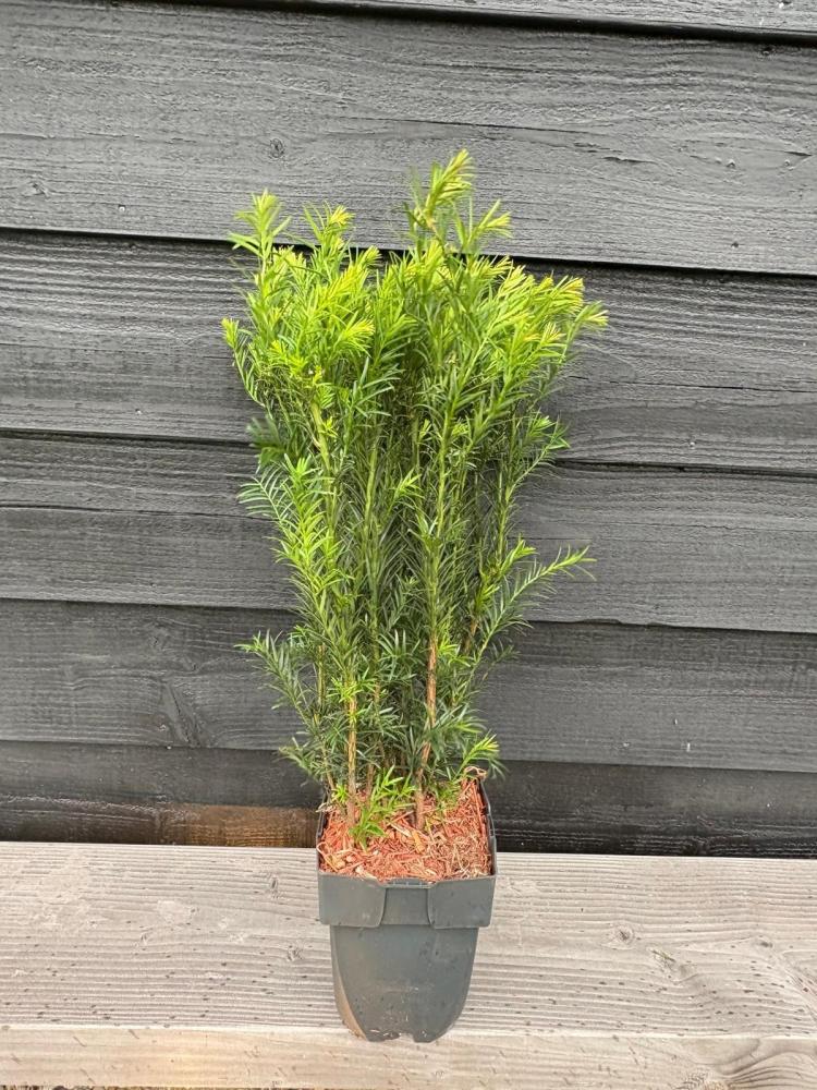 taxus