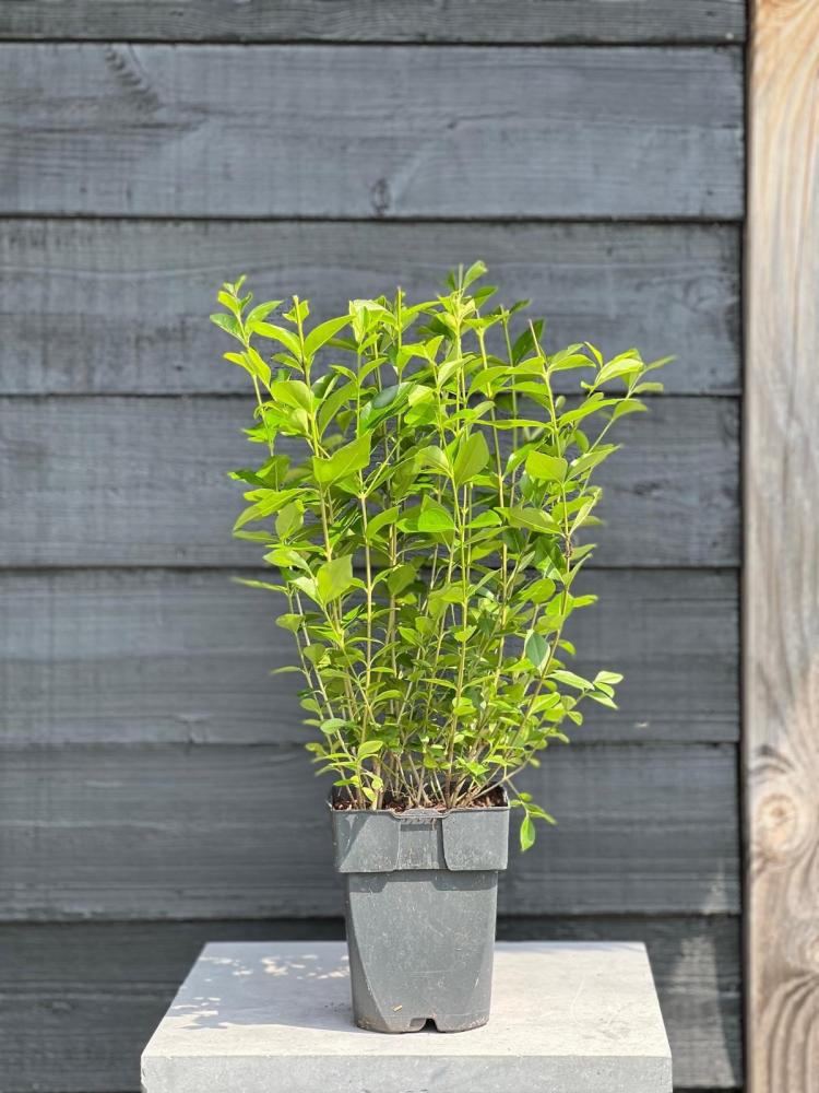 Ligustrum