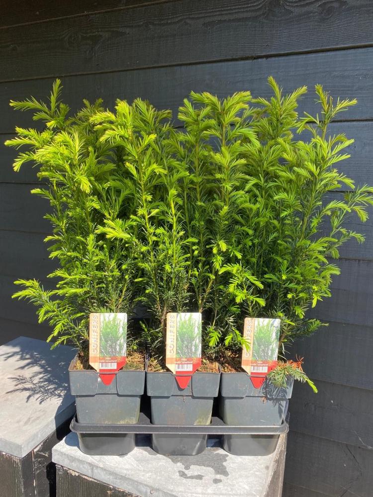 plantes de haies