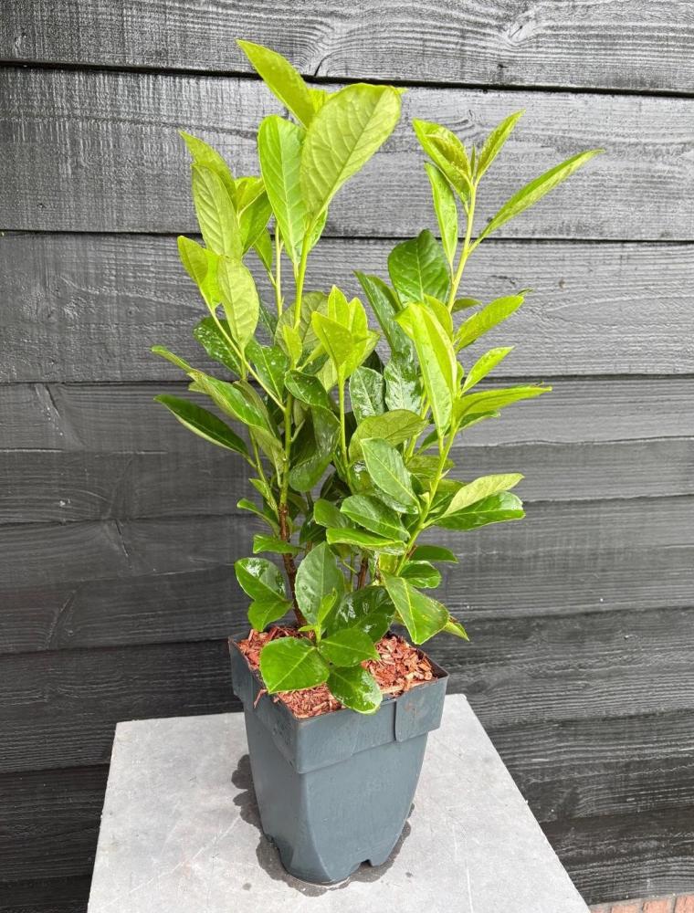 Prunus