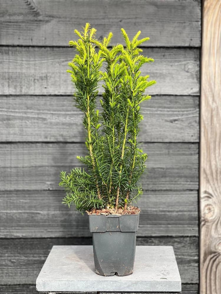 taxus