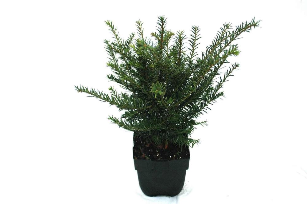 Taxus