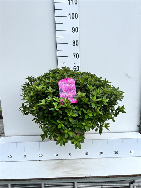 azalea japonica