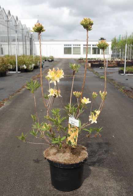 azalea mollis