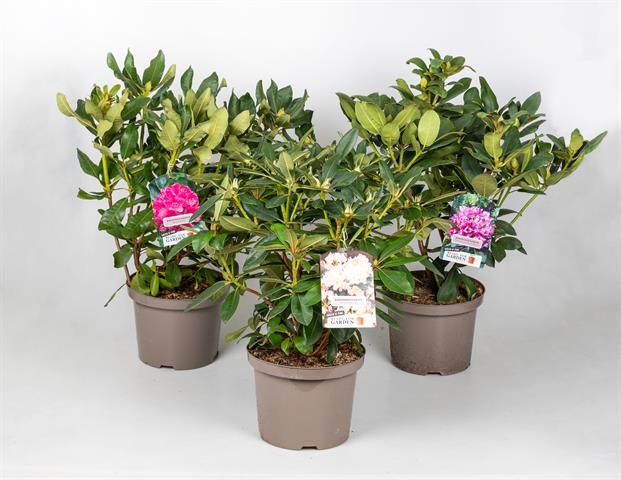 rhododendron hybride
