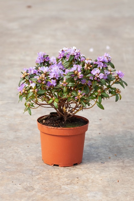 rhododendron nain