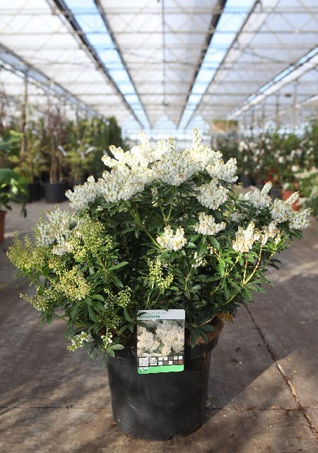 pieris