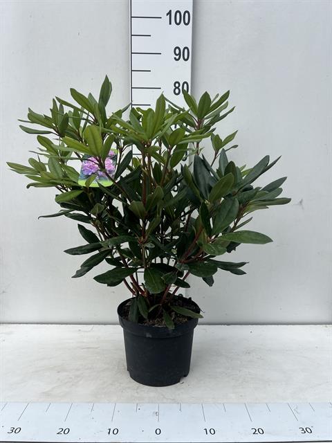 rhododendron ponticum