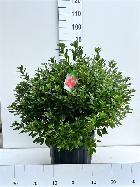 azalea japonica